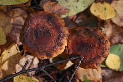 Armillaria borealis