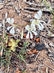 Pelargonium alchemilloides