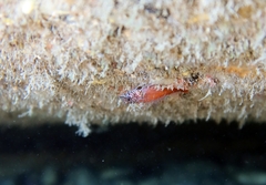 Tripterygion melanurus