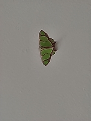 Agathia hilarata
