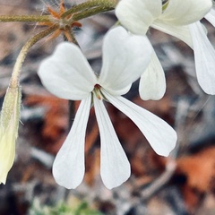 Pelargonium alchemilloides