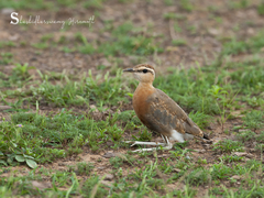 Cursorius coromandelicus