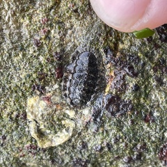 Polyplacophora