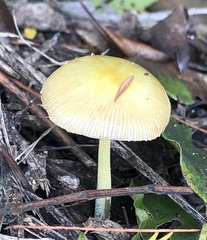 Bolbitius