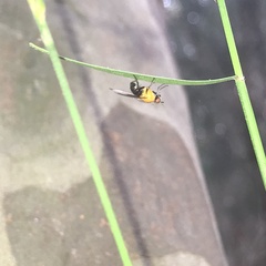 Sapromyza sciomyzina