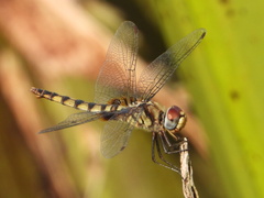 Urothemis signata