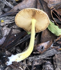 Bolbitius