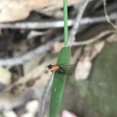 Sapromyza sciomyzina