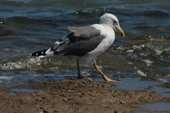 Larus livens
