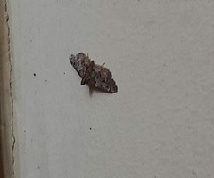 Pyraloidea
