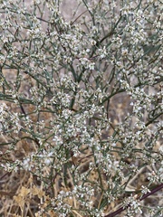 Eriogonum