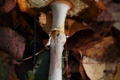 Armillaria borealis