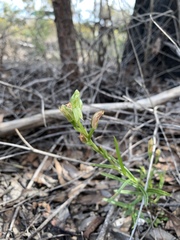 Pterostylis prasina