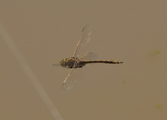 Anax papuensis