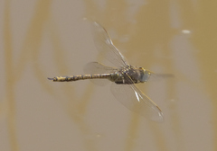 Anax papuensis