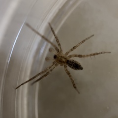 Anyphaena