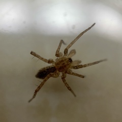 Anyphaena