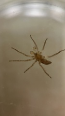 Anyphaena