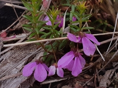 Tetratheca ericifolia