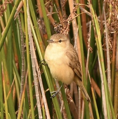 Acrocephalus australis