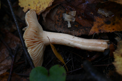 Leucocybe connata