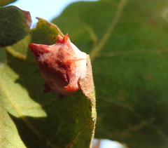 Cynips douglasii