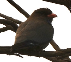 Eurystomus orientalis