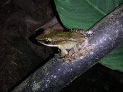 Odorrana hosii