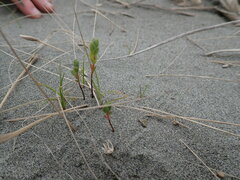 Pimelea villosa