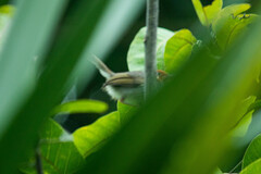 Orthotomus ruficeps