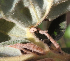 Andricus notholithocarpi