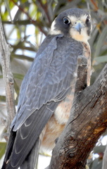 Falco longipennis