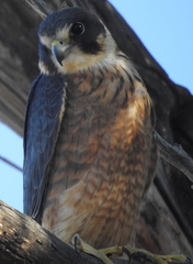 Falco longipennis