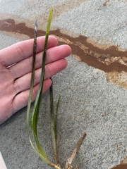 Zostera muelleri