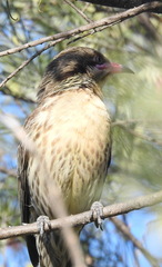 Acanthagenys rufogularis