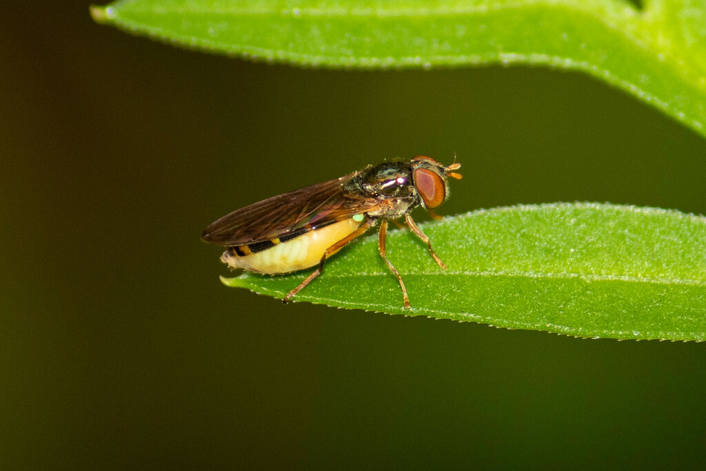 Melanostoma univittatum