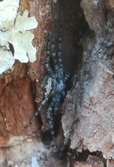 Philodromus margaritatus