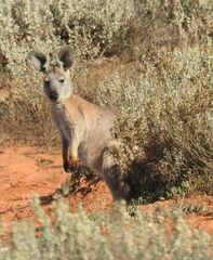 Osphranter robustus erubescens
