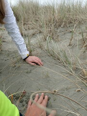 Pimelea villosa
