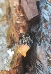 Philodromus margaritatus