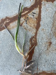 Zostera muelleri