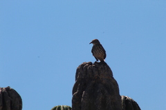 Toxostoma cinereum