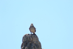 Toxostoma cinereum