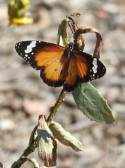 Danaus petilia