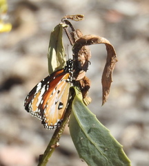 Danaus petilia