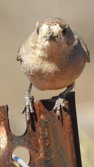 Aphelocephala leucopsis