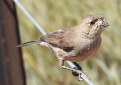 Aphelocephala leucopsis