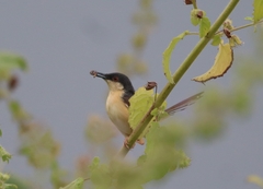 Prinia socialis