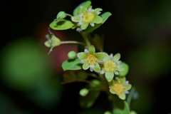 Phyllanthopsis phyllanthoides