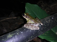 Odorrana hosii